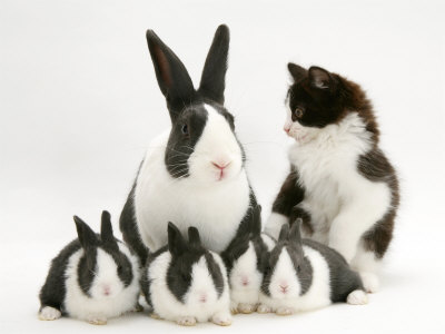 kucing dan kelinci yang bersahabat